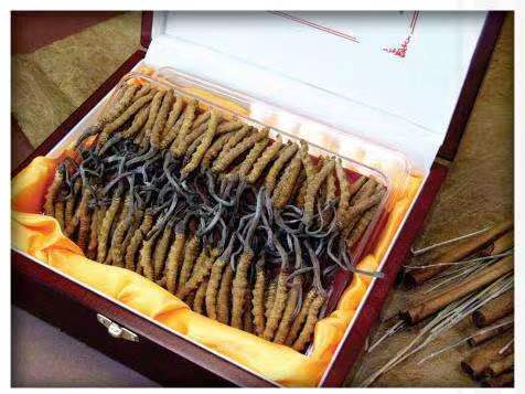 龙门冬虫夏草回收